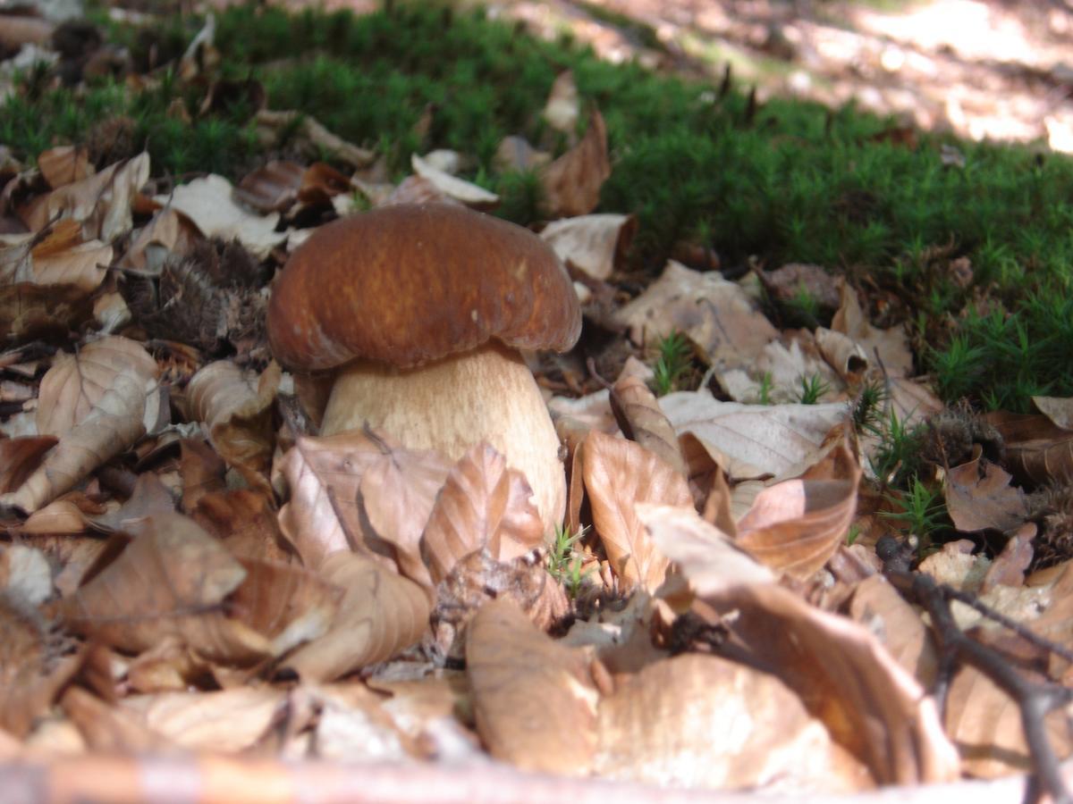 Rezydencja Nad Jeziorem Pestkownica エクステリア 写真